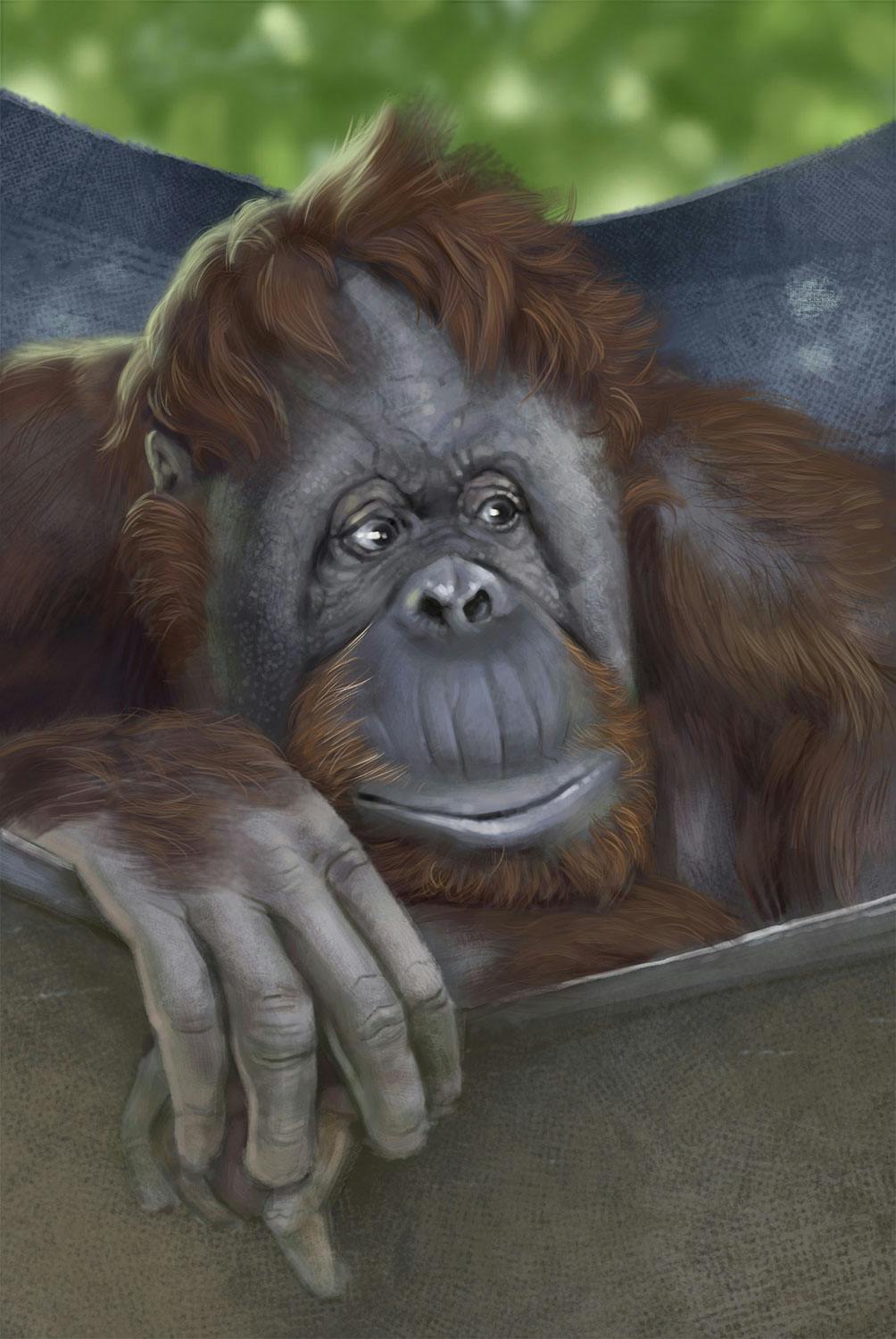 Portrait of an orangutan