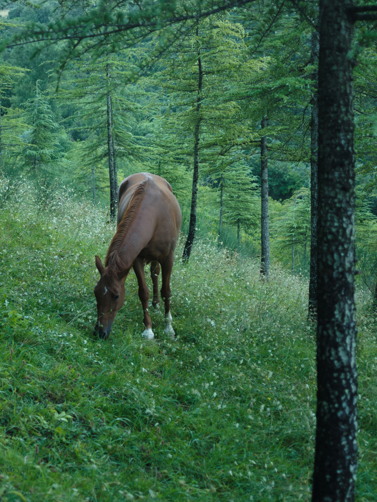 Brown horse grazing freely in a lush green woodland at La Fonte countryside estate, Italy