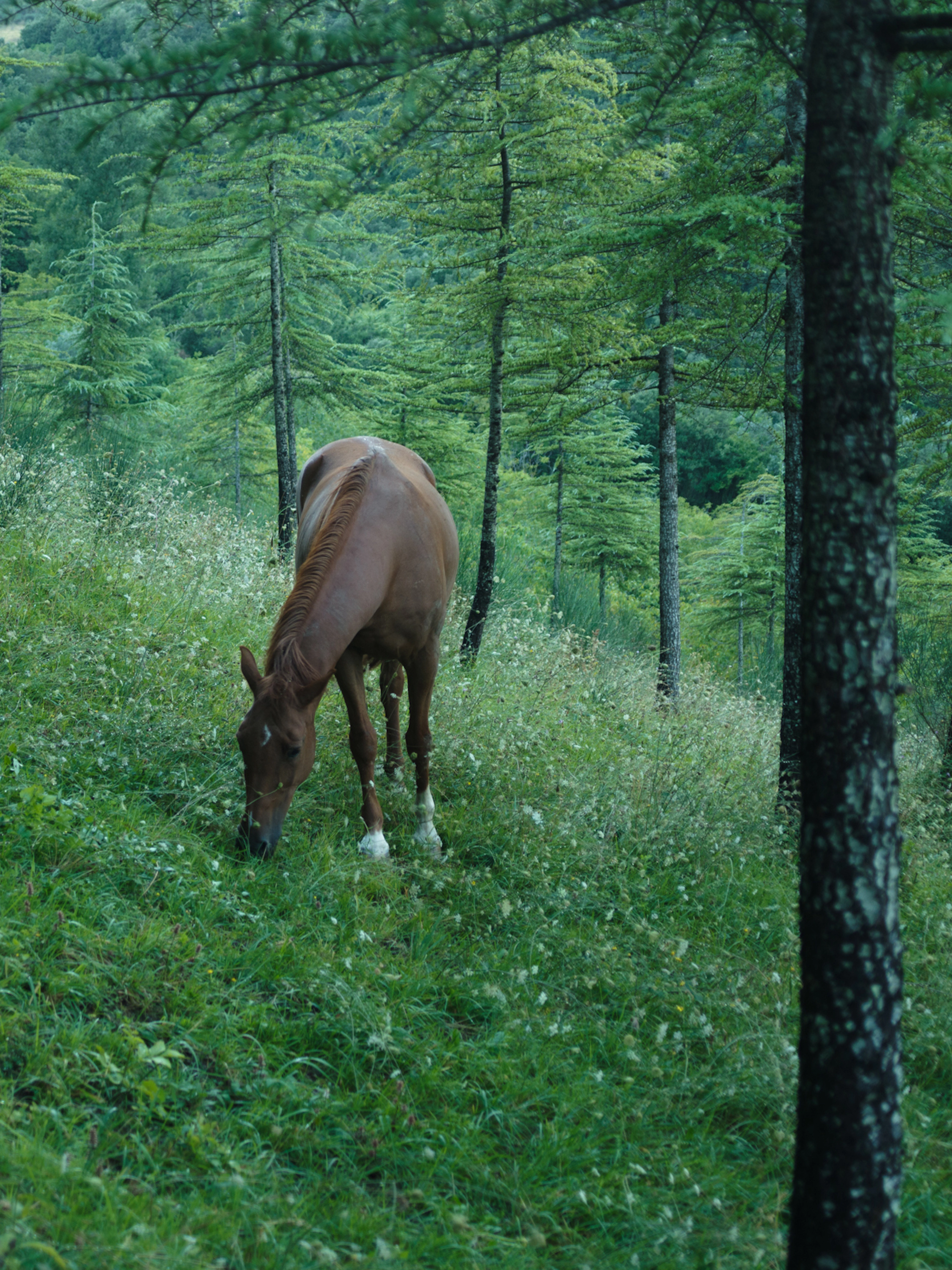 Brown horse grazing freely in a lush green woodland at La Fonte countryside estate, Italy