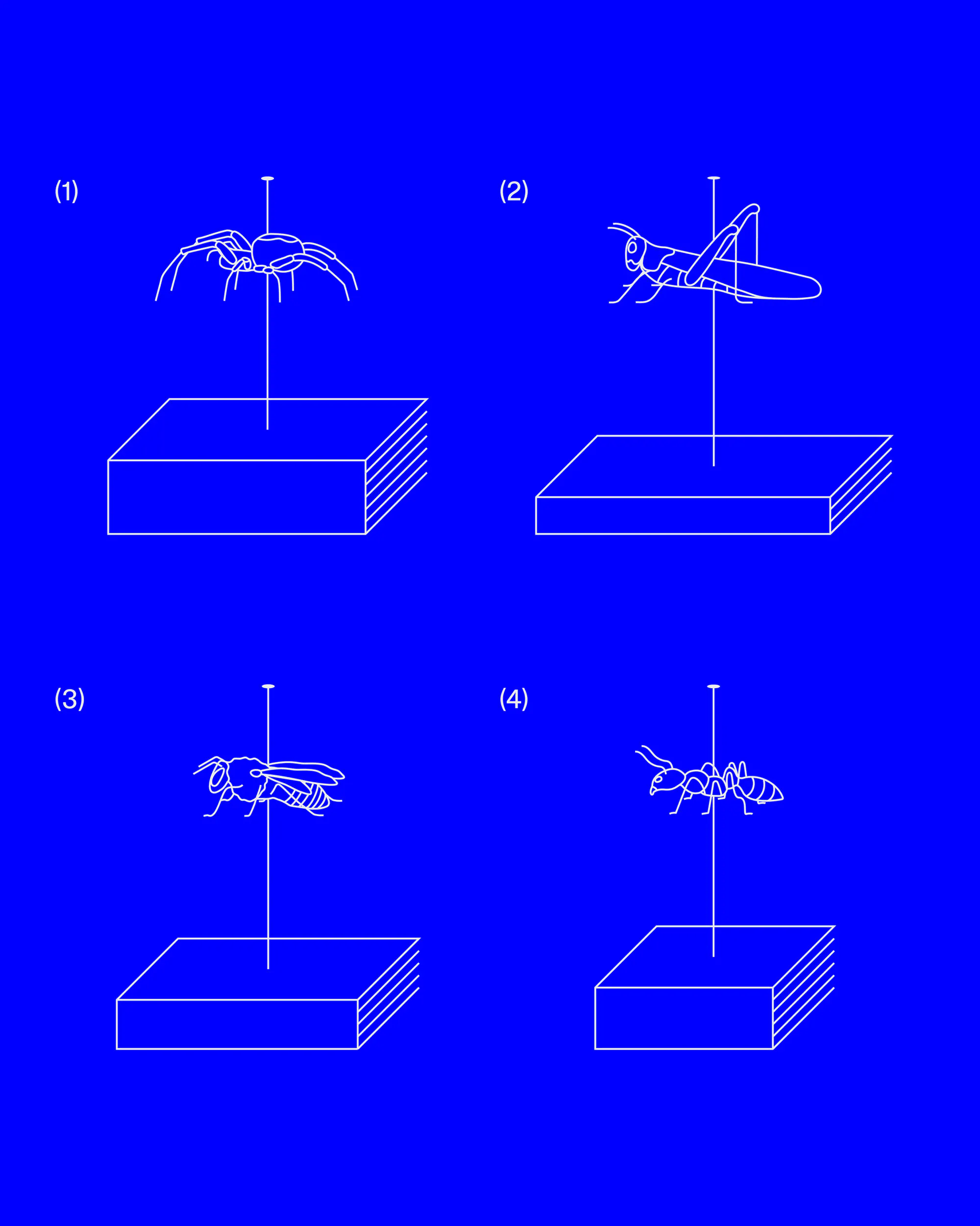 Readers’ Entomology Image