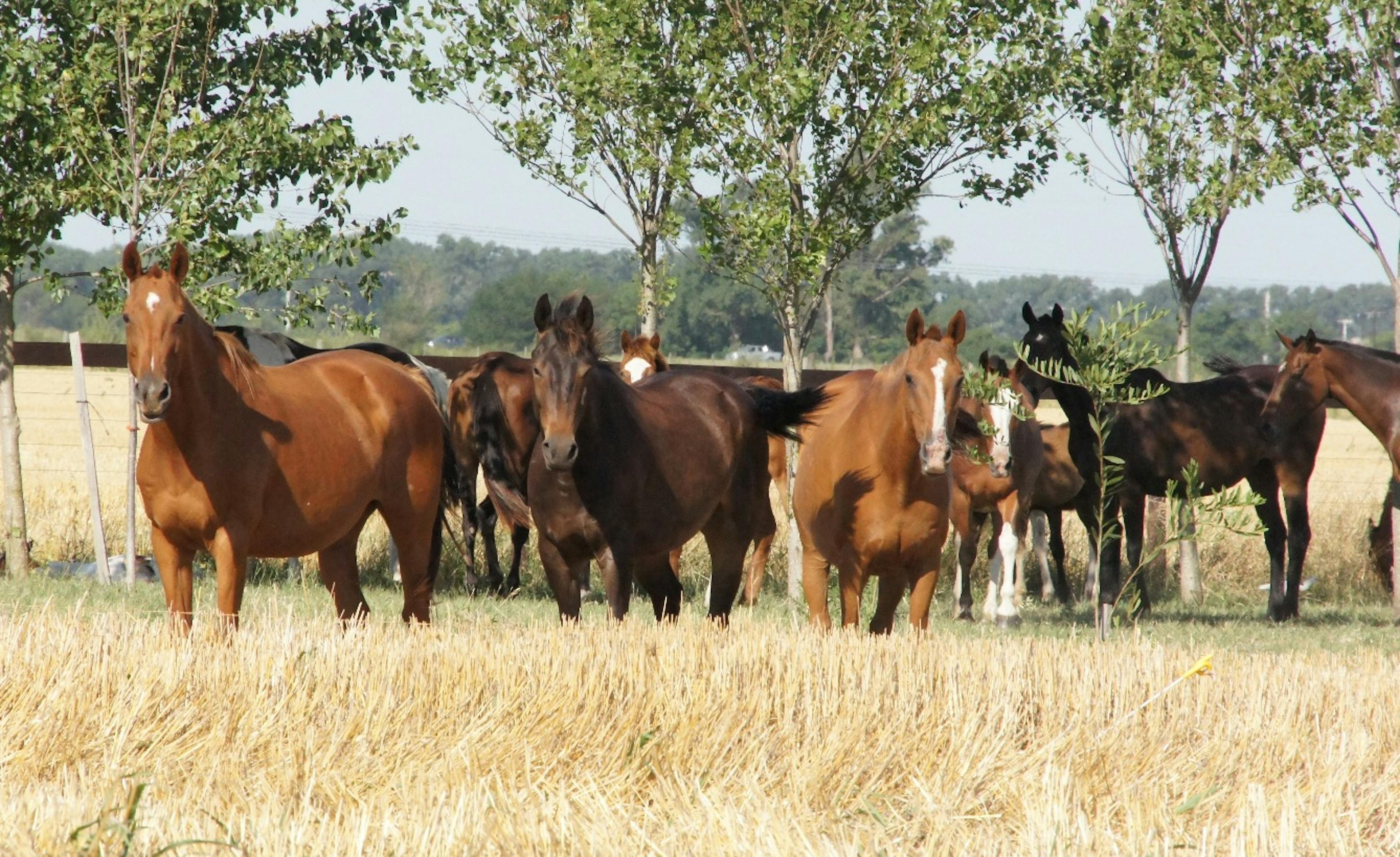 La ilusión club de campo