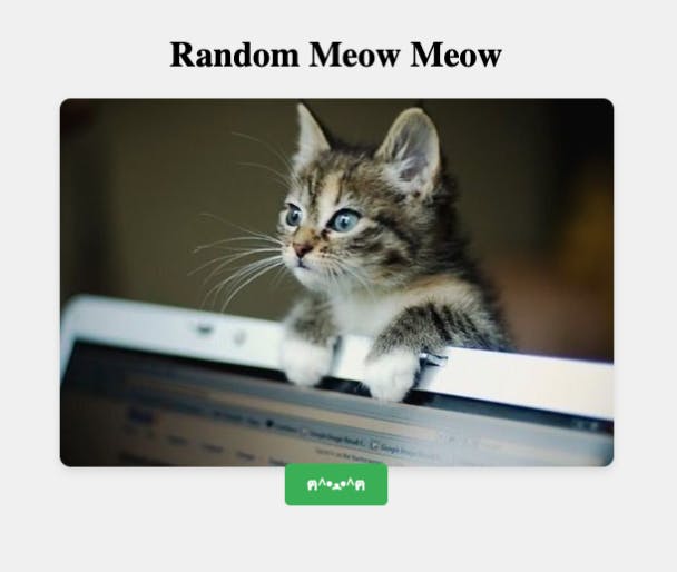 random meow meow text and picture of a cat