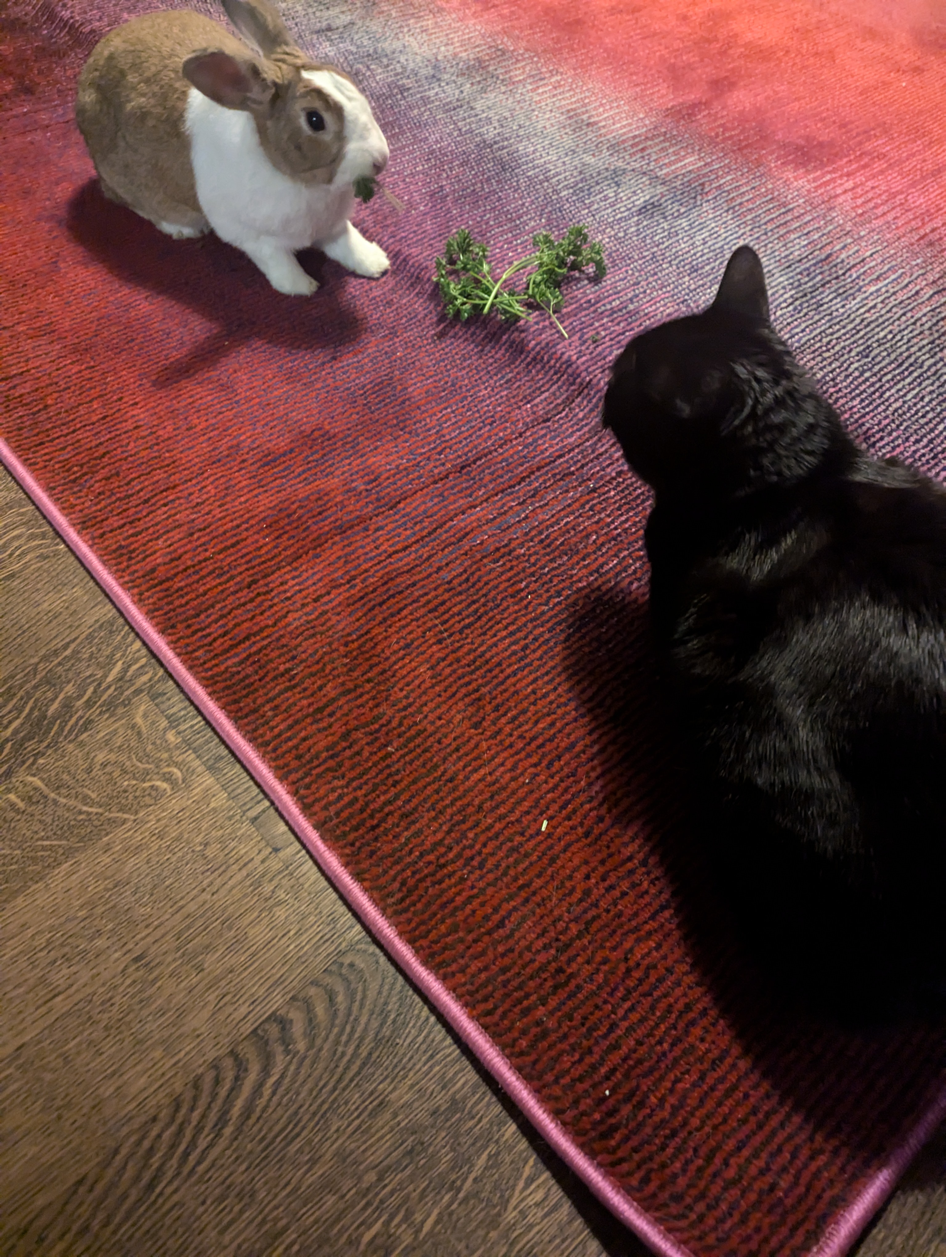 Hester the golden dutch rabbit and Ellie the v0id cat. They have a complex sibling rivalrly.