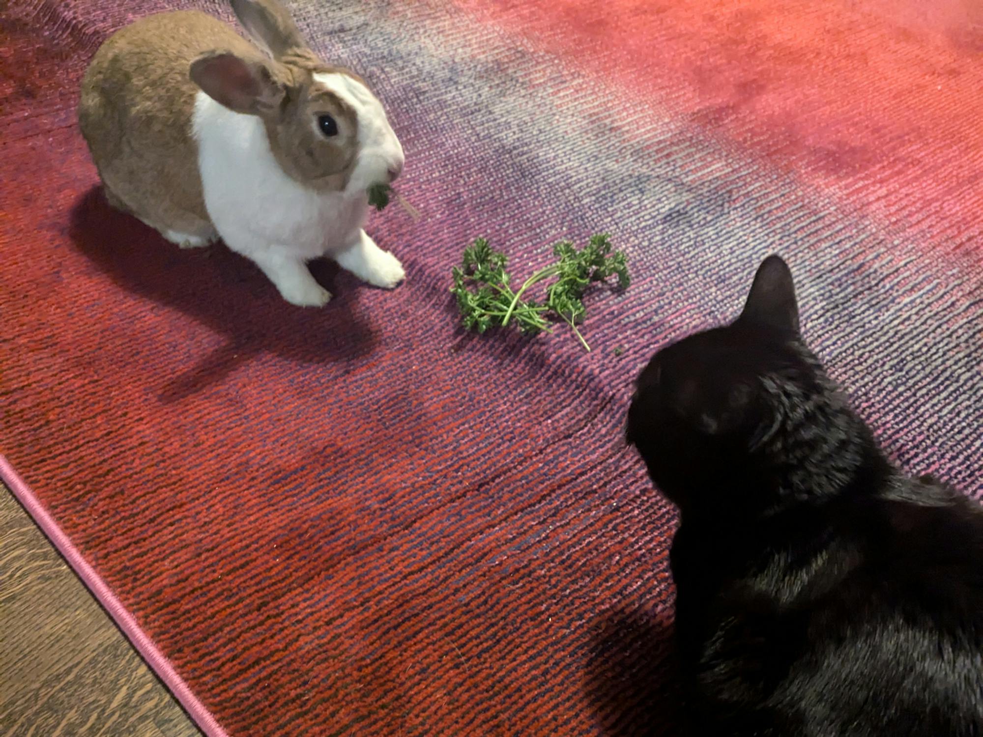 Hester the golden dutch rabbit and Ellie the v0id cat. They have a complex sibling rivalrly.