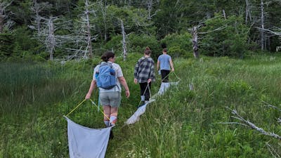 Students in a field collecting ticks