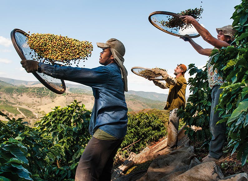Pour les producteurs de café