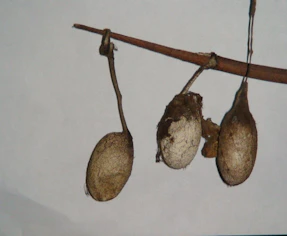 Picture of a cocoon