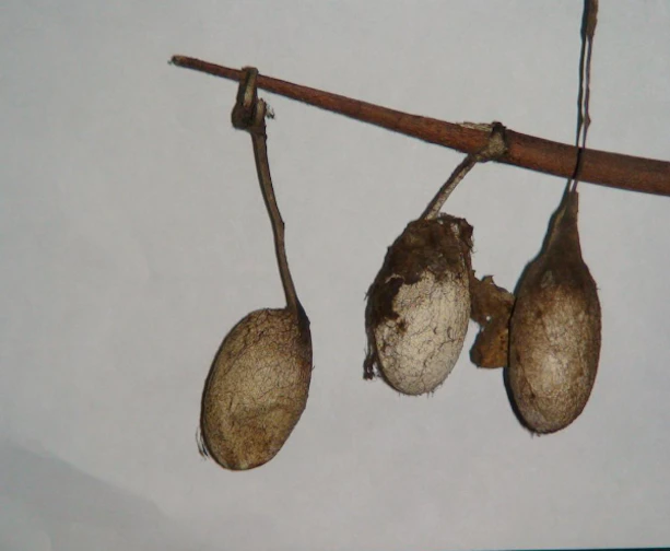 Picture of a cocoon