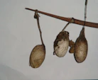 Picture of a cocoon