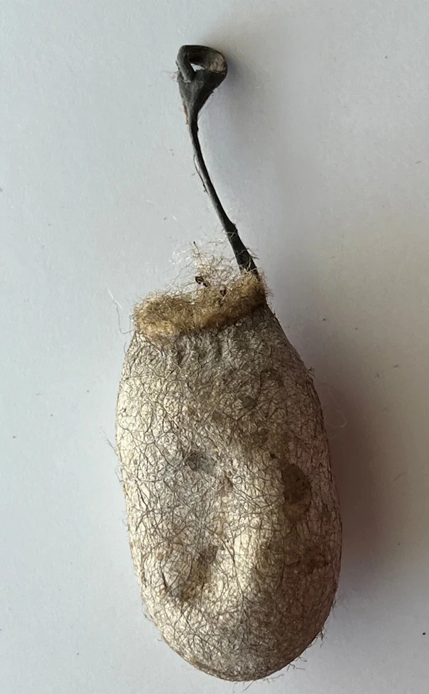 Single textured insect cocoon with a thin stalk and loop, centered on an off white background.