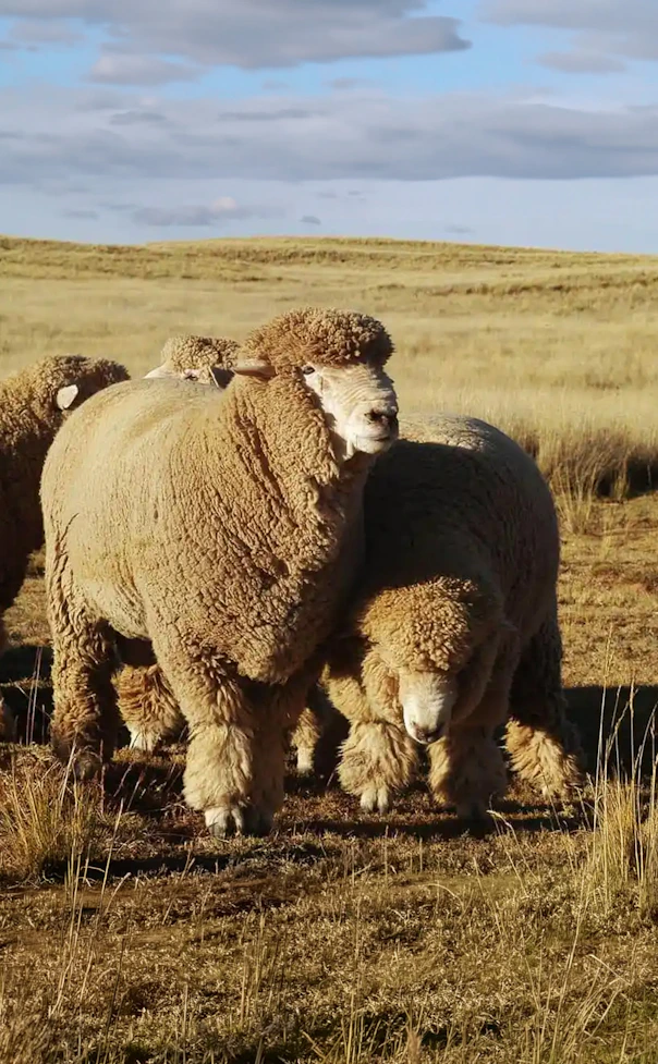 Flock of sheep grazing in tall dry grass under a pale blue sky.