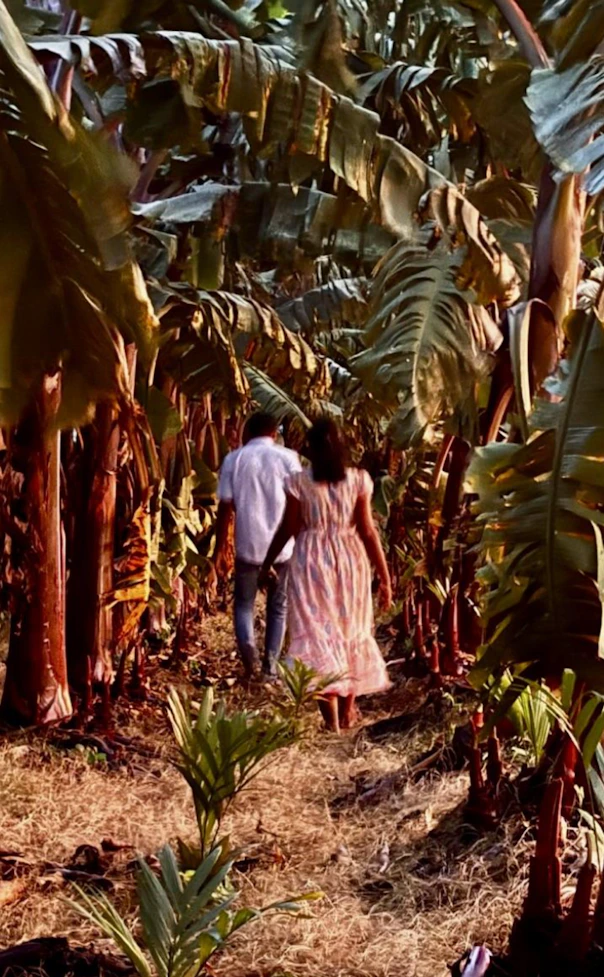 Couple walking hand in hand down a narrow path through a dense, sunlit banana grove.