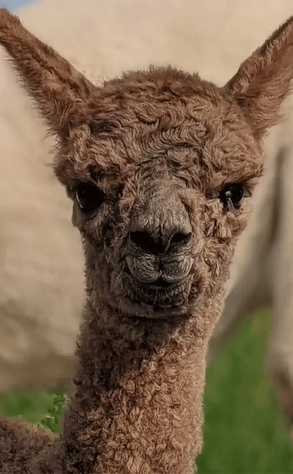 Brown cria alpaca staring at the camera with a white alpaca behind in a green field.