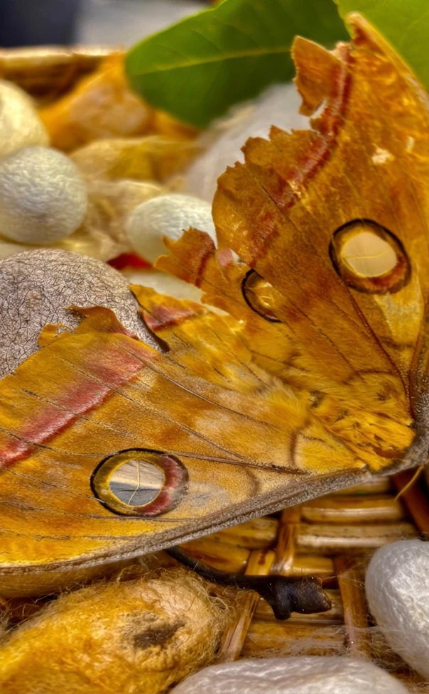 Large tawny-orange moth resting on woven wicker among silver cocoons and green leaves.