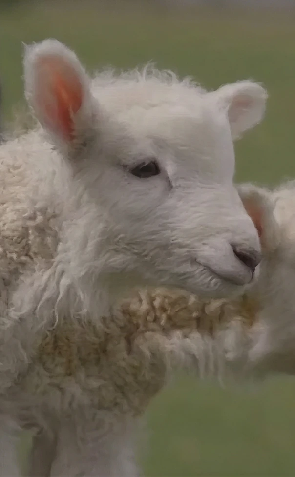 Two small white lambs being held close together in a green field.
