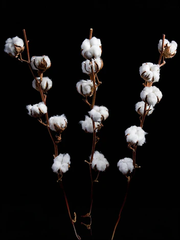 Three dried cotton stalks with fluffy white bolls arranged against a solid black background.