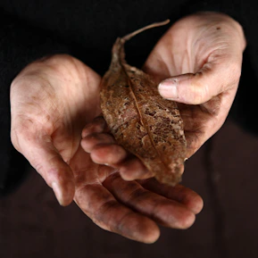 Weathered hands cupped together against a dark background, holding a small textured heart-shaped organic object.”