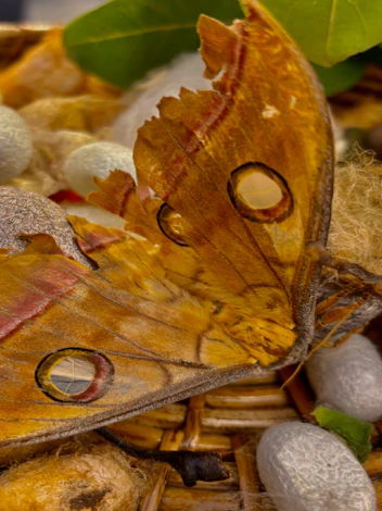 Large tawny-orange moth resting on woven wicker among silver cocoons and green leaves.
