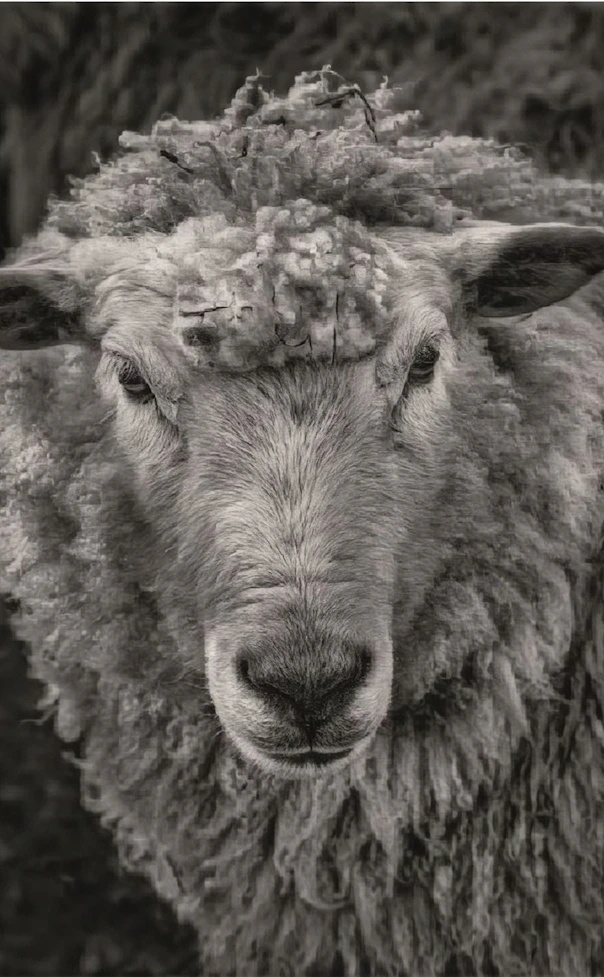 Close-up of a shaggy alpaca-like face with eyes closed, framed by thick corded wool.