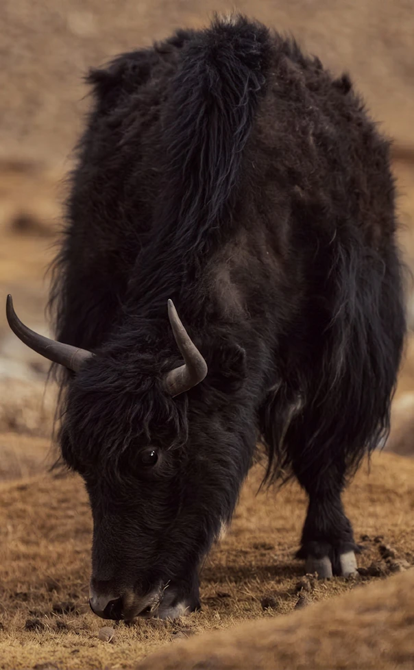 Black yak with long shaggy fur grazing on dry, rocky ground in a barren field.