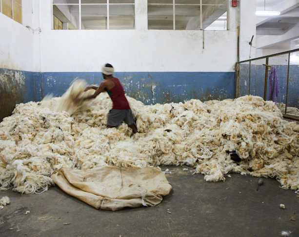 Worker in a large industrial room tossing a huge pile of raw white fiber, likely wool or cotton.