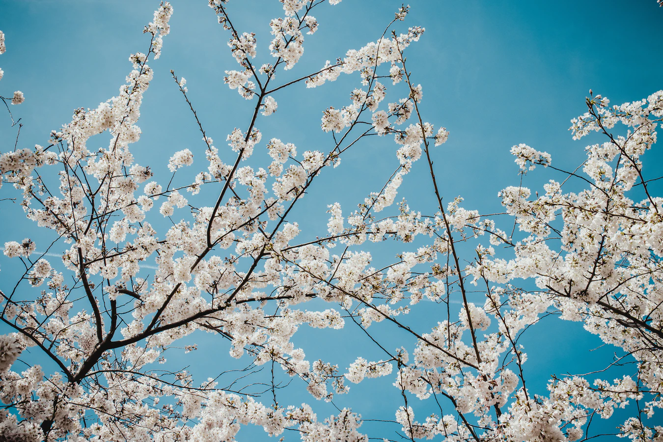 Les bonnes histoires – Épisode 1, la maison aux cerisiers 