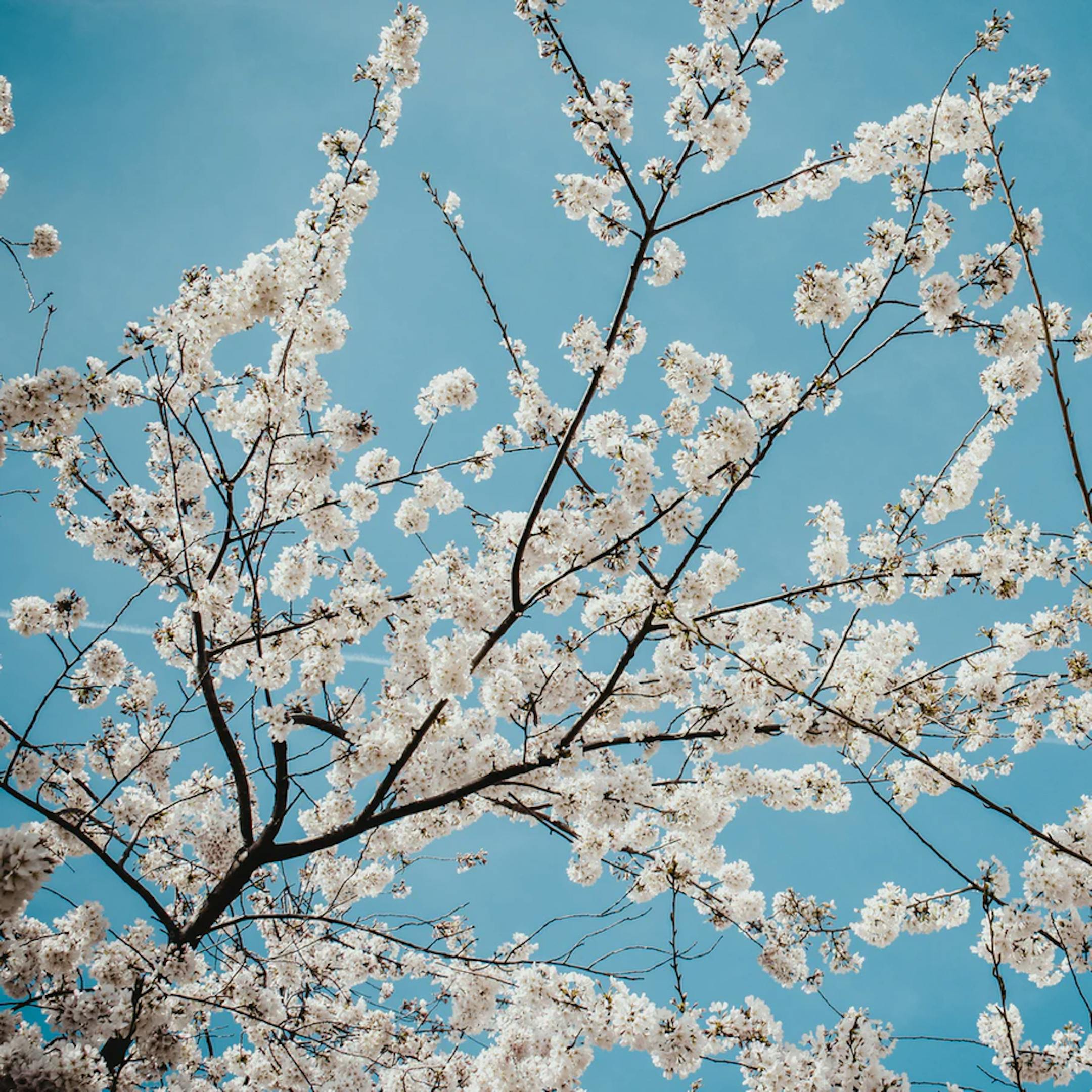 cerisier