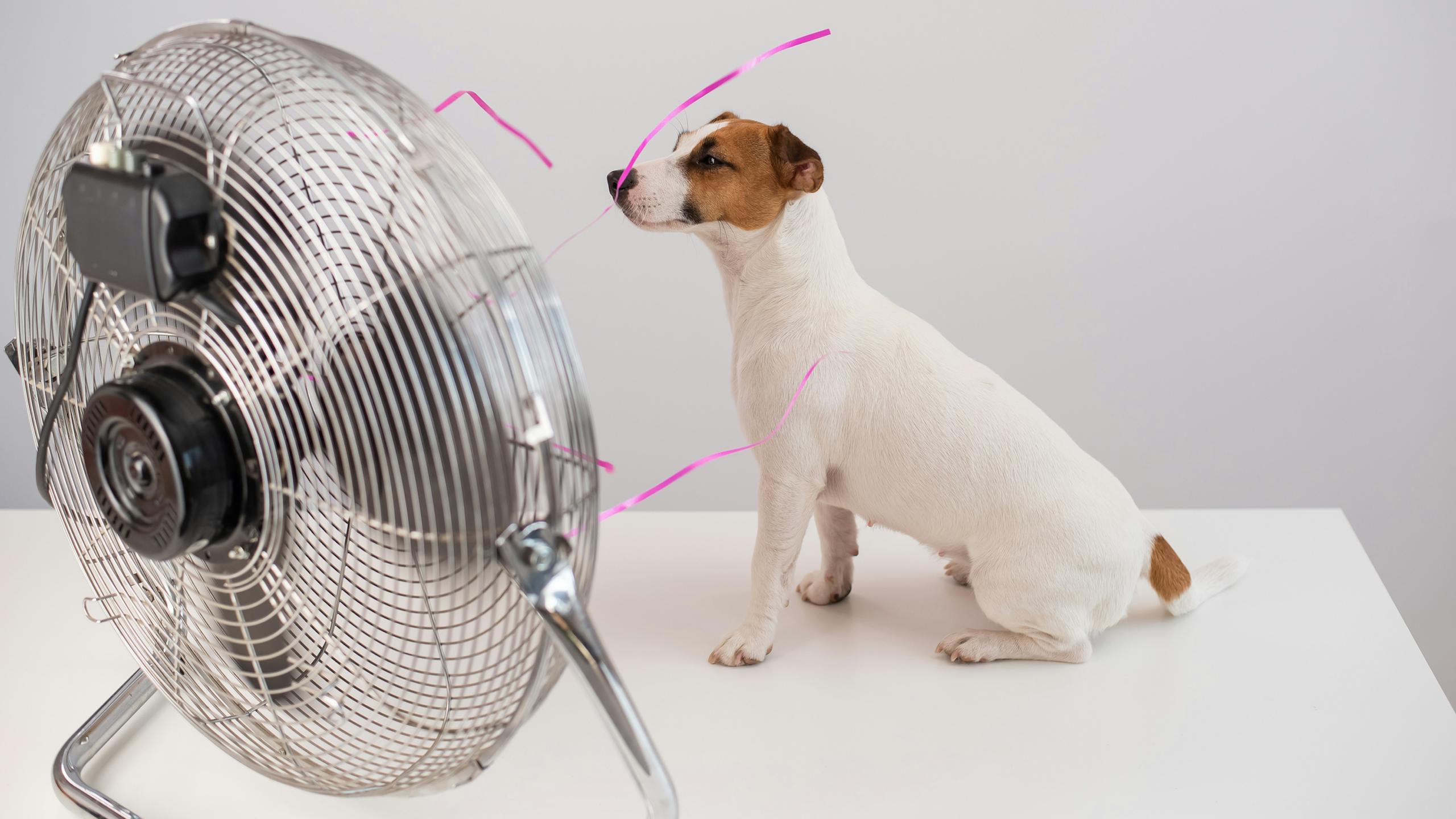 Jack Russell Terrier profitant du ventilateur