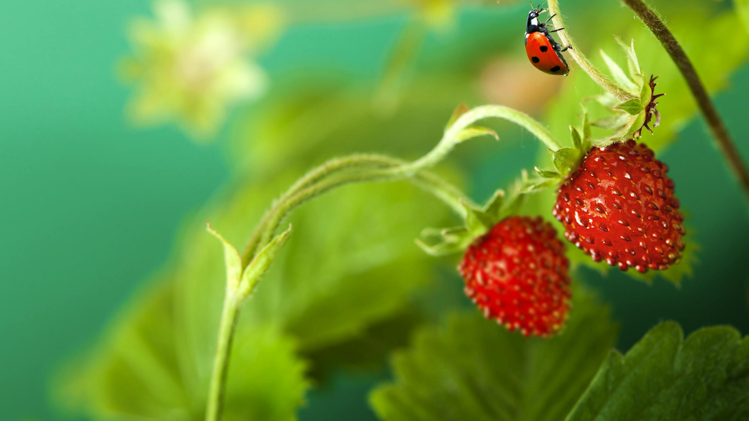 Plant de fraises sur lequel se balade une coccinelle
