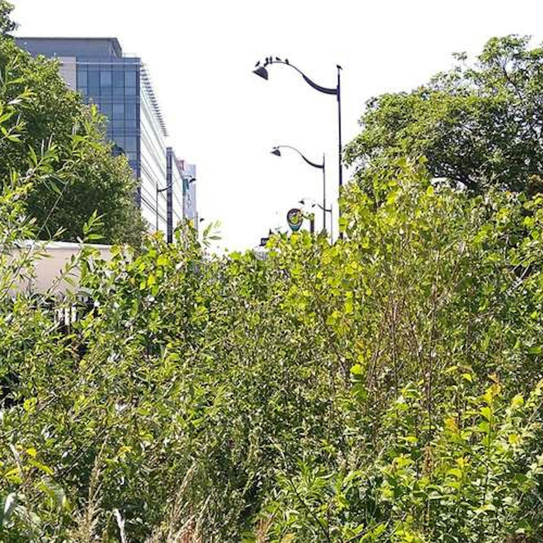 Micro-forêt Miyawaki au coeur de Paris