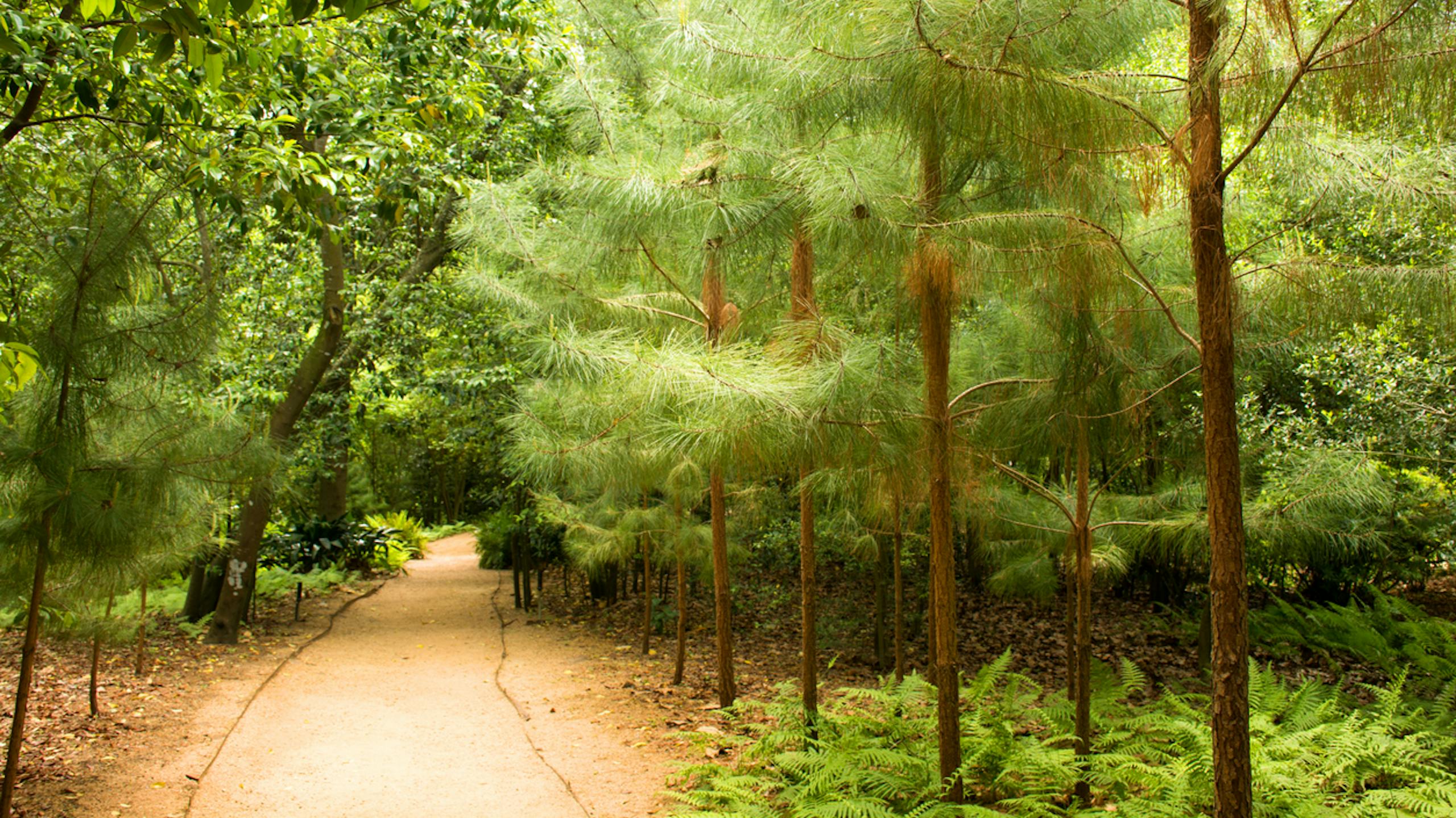 Chemin de marche dans un Arboretum