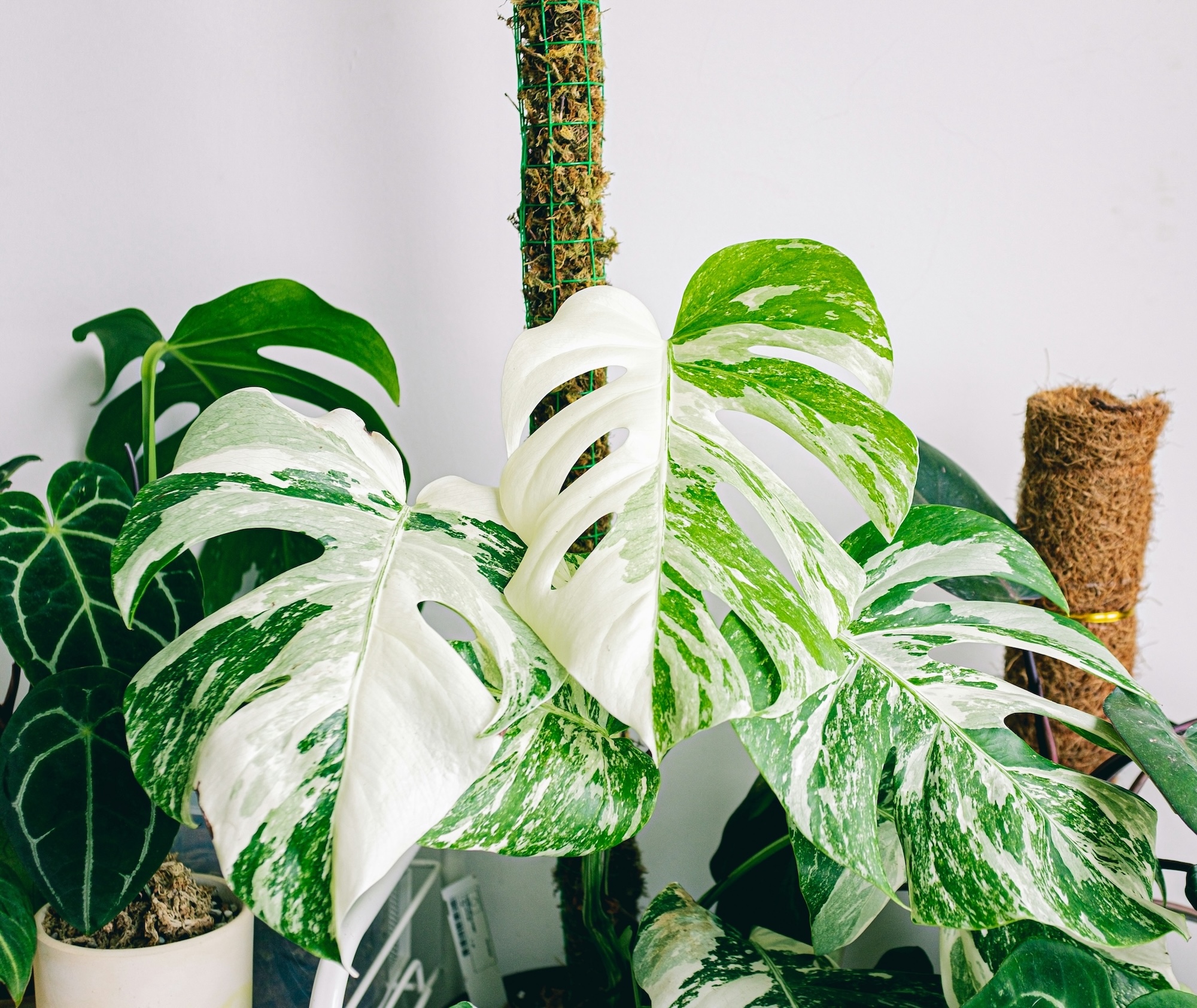  Un Monstera Variegata en pleine forme