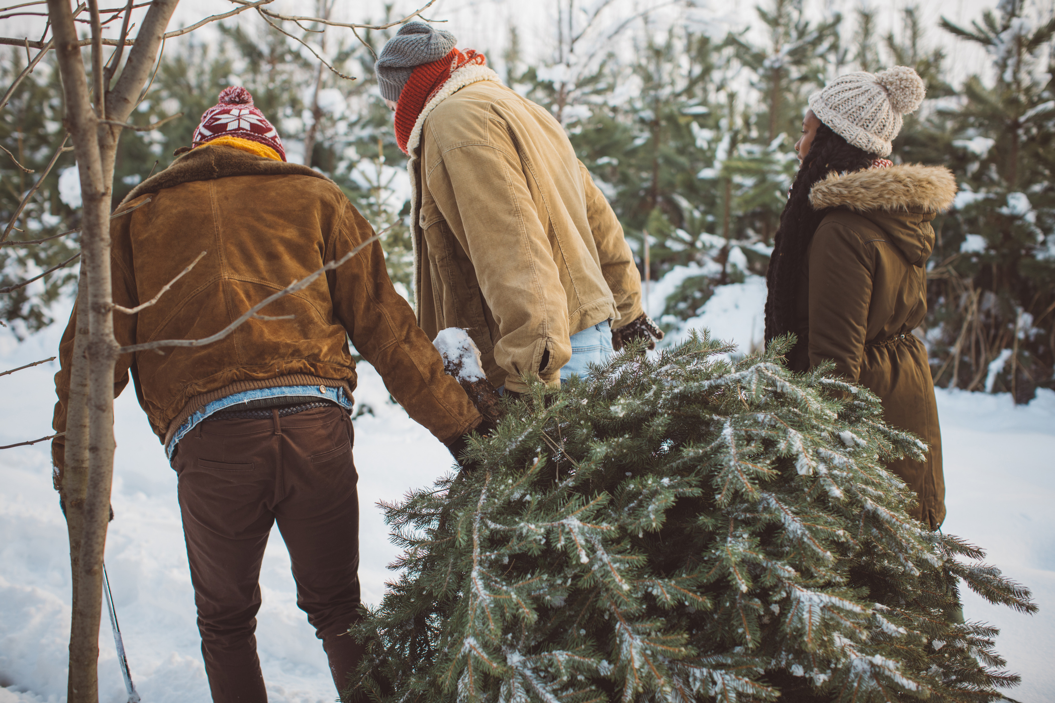 Groupe d'amis en foret pour aller chercher un sapin