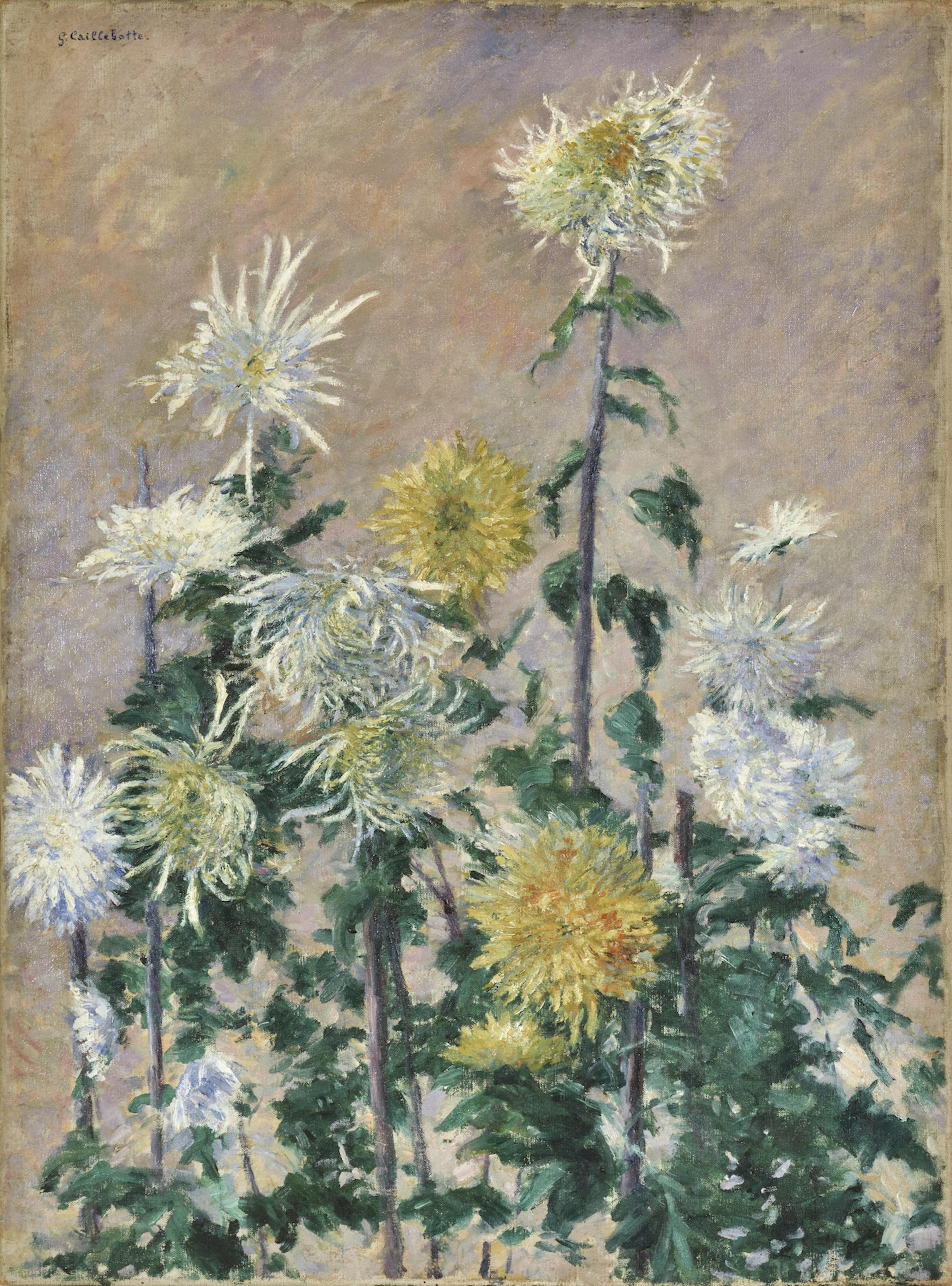 Gustave Caillebotte, Chrysanthèmes Blancs et Jaunes 1893. Huile sur toile