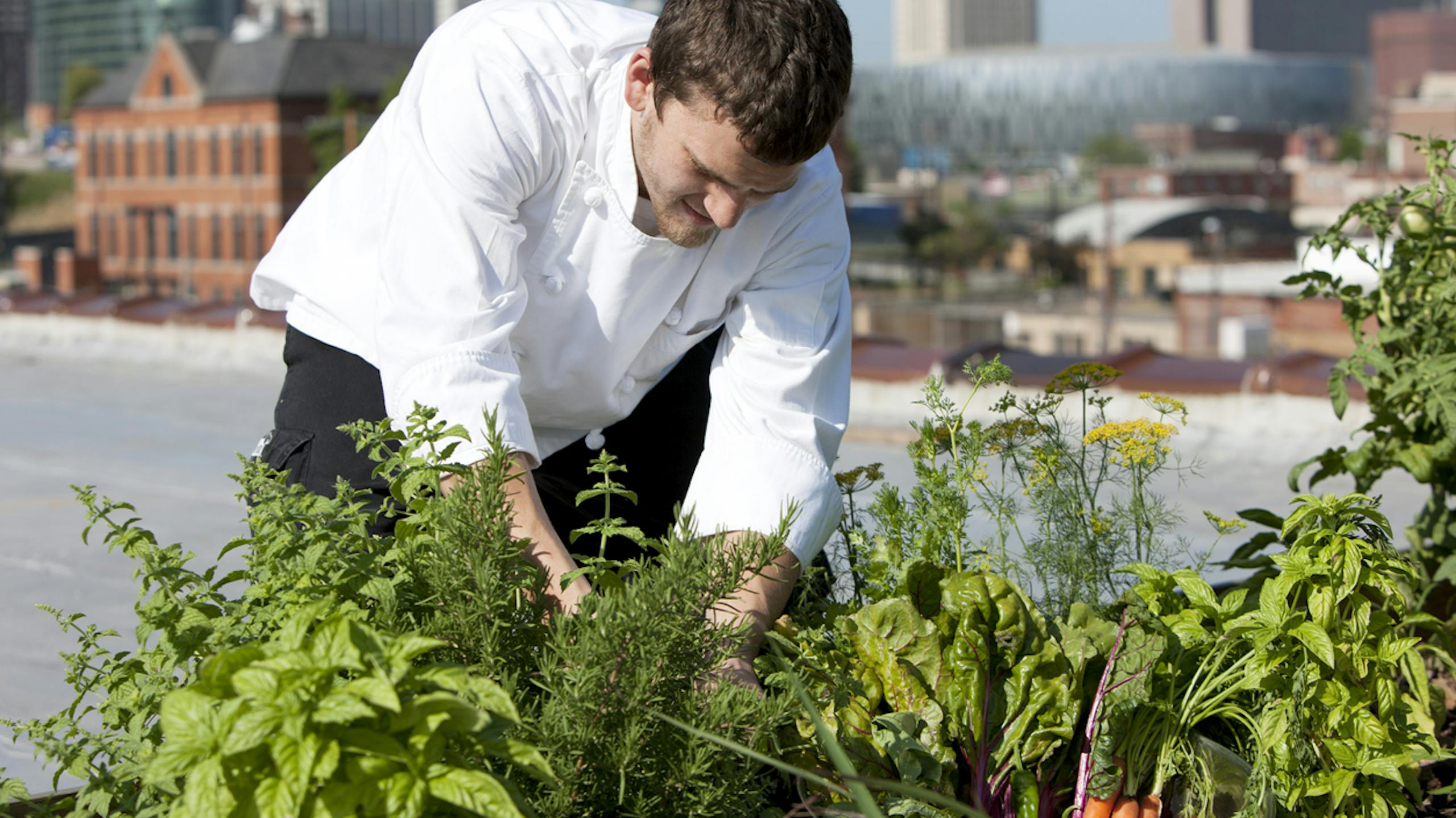 Un chef récolte des herbes aromatiques sur le toit d'un restaurant urbain