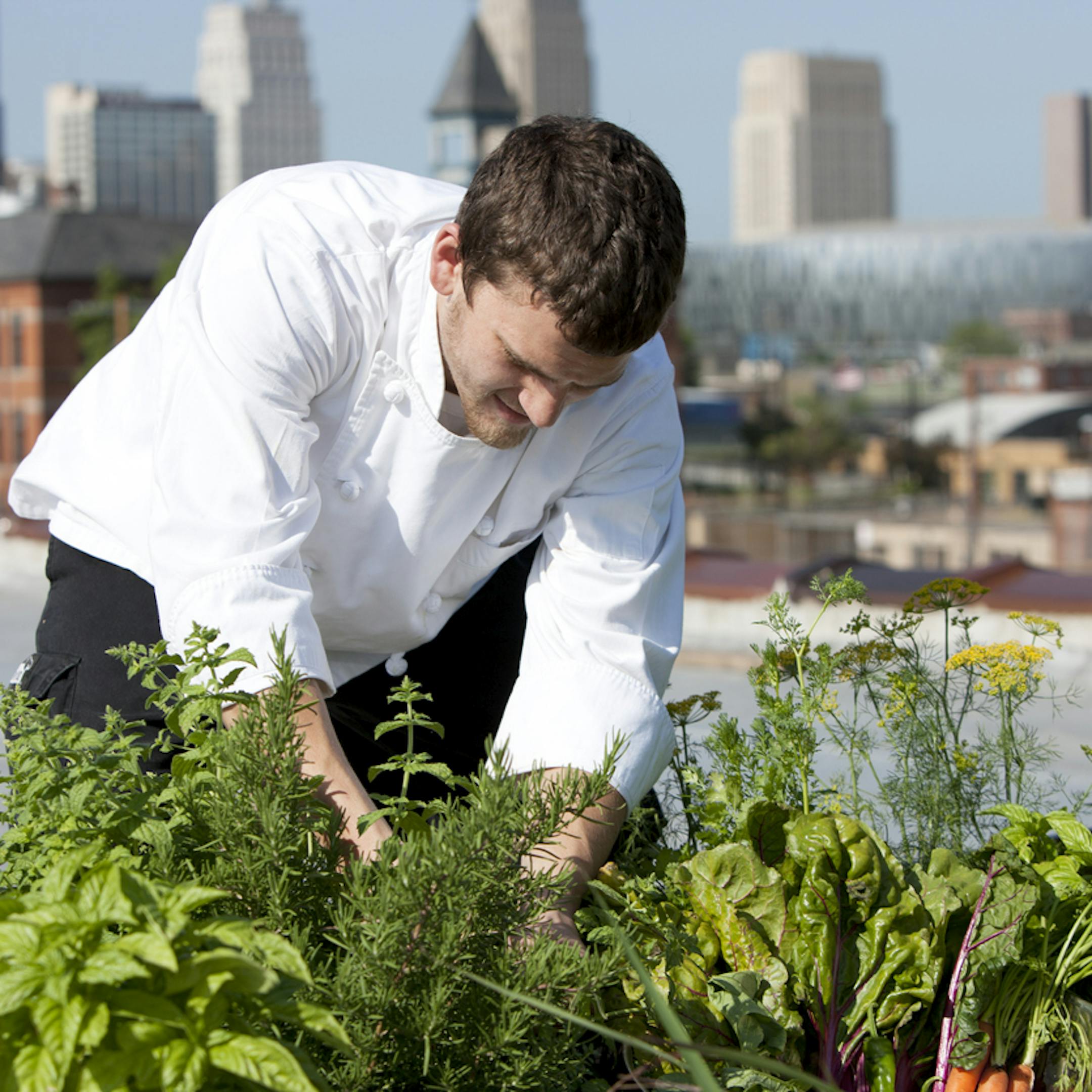 Un chef récolte des herbes aromatiques sur le toit d'un restaurant urbain