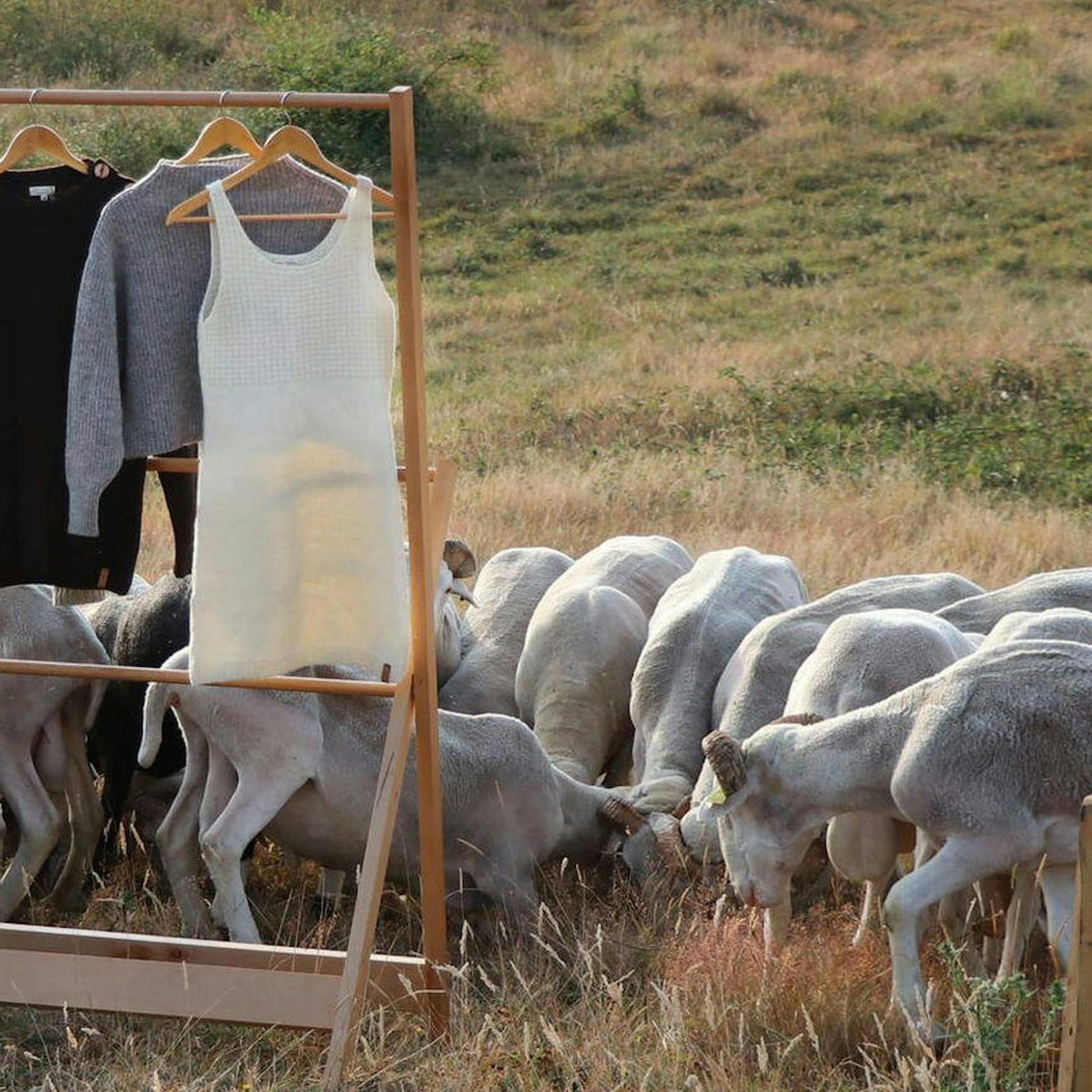 Portant avec des vêtements en laine dans un champ de moutons