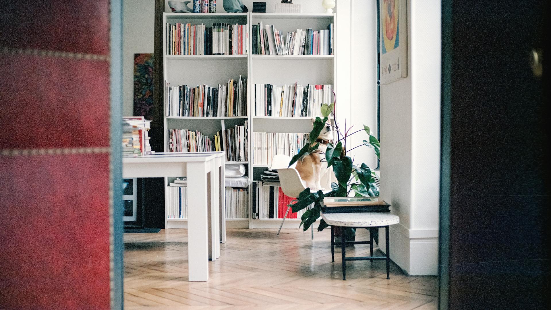 We are a branding company based in Paris, dog friendly and currently throwing the stick to Kaya pointing at the Metaverse