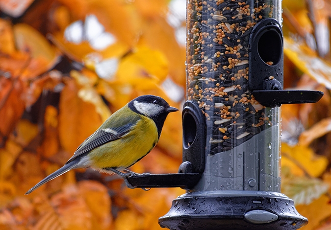 Accueil  - LPO (Ligue pour la Protection des Oiseaux) - Agir