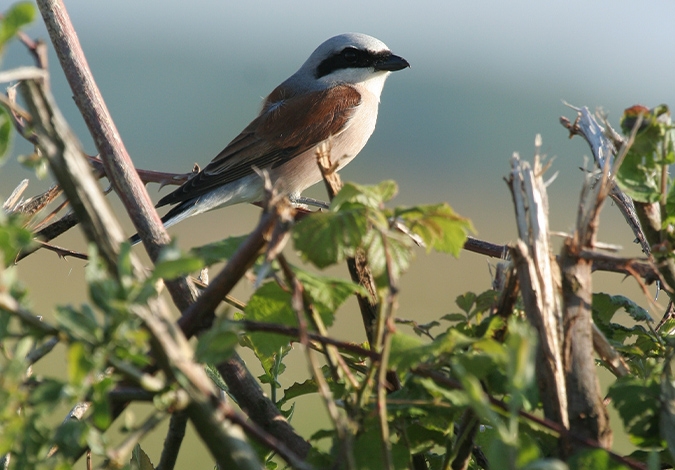 Les pies-grièches écorcheurs trouveront bientôt refuge sur la plateforme de distribution du Courrier de La Souterraine - Copyright Raphaël Bussière-LPO