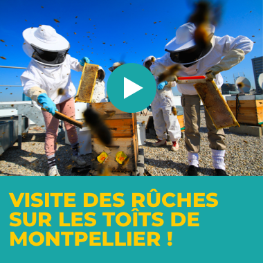 Une Visite Des Ruches Sur Les Toits De Montpellier ! | La Poste Groupe