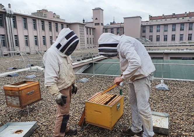 Sur le toit de l’Hôtel Des Postes à Lyon, 3 ruches ont été installées par Graine d’abeilles