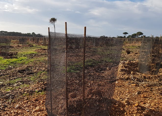 Dans le cadre des engagements du Groupe La Poste pour compenser ses émissions de CO2, sa branche Réseau a financé, en Occitanie, 8 hectares de reboisement sur la vingtaine d’hectares d’ores et déjà reboisés à Générac