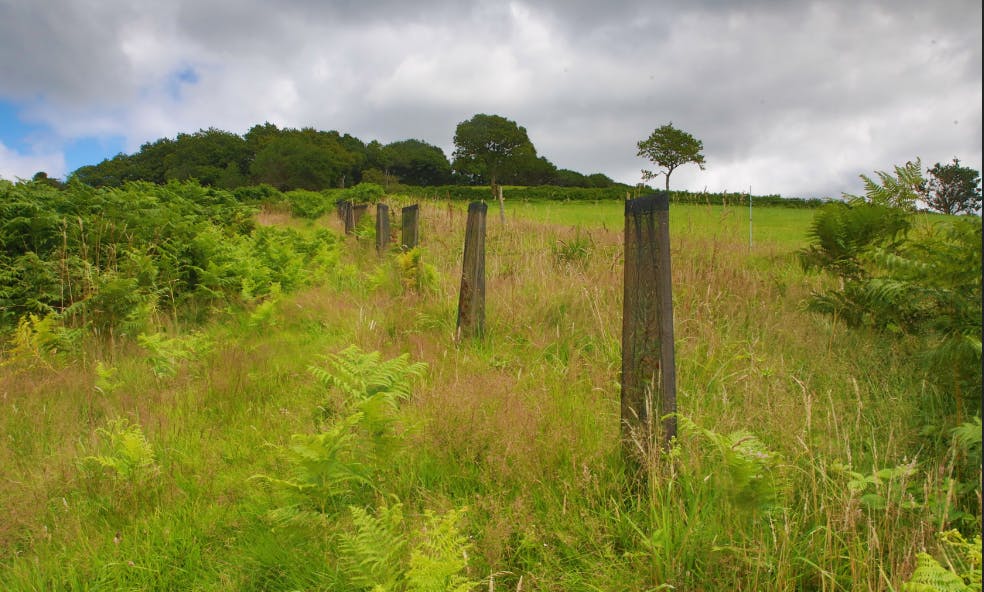 Ce projet consiste à boiser une parcelle afin qu’elle puisse devenir une forêt, capter du carbone et compenser plus d’une tonne de CO2