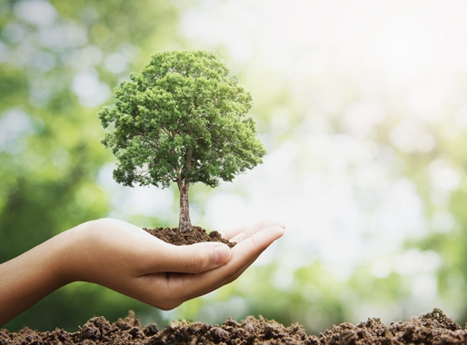 tree in hand