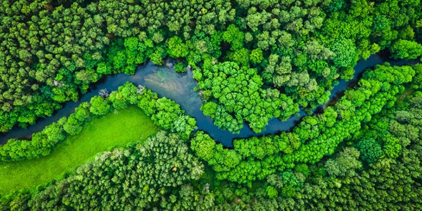 rivière coulant dans une forêt
