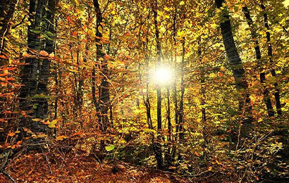 Déjà 5 projets forestiers financés par La Poste labellisés bas carbone