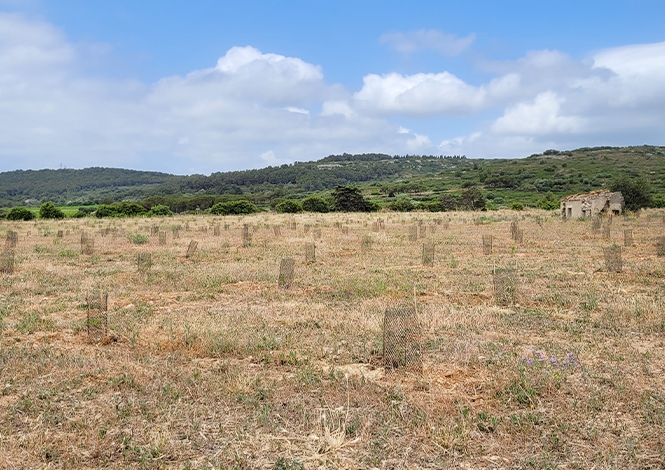 Label Bas Carbone : le projet de reboisement dans l’Hérault prend vie