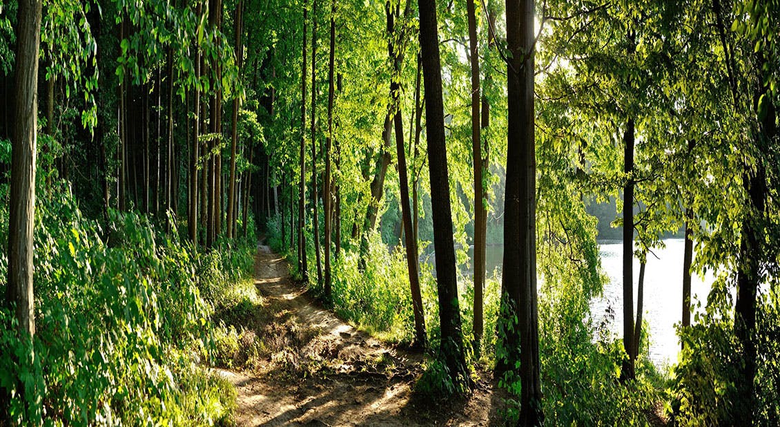 Photo de forêt