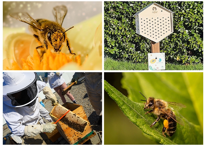Le groupe La Poste œuvre pour la sauvegarde de la biodiversité